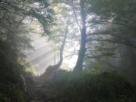 Sonne scheint durch den Wald