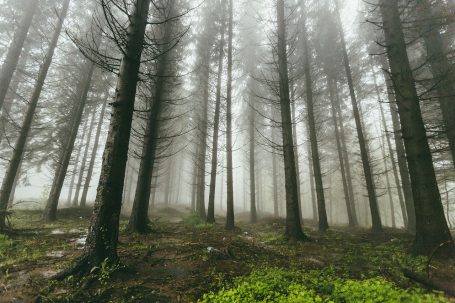 Wald