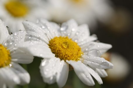 Blumenblüte