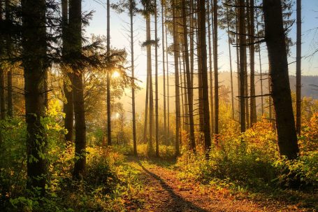 Wald im Sonnenlicht